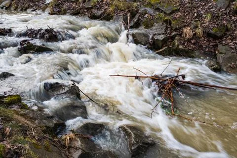 Spring water stream flowing through the forest. Stock Photos