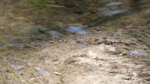 Spring Water Surface Stock Footage 77320407