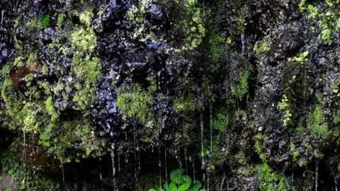 Spring water trickles through mossy cliff walls Stock Footage 320984657