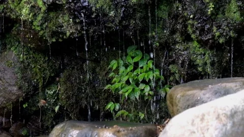 Spring water trickles through mossy cliff walls Stock Footage 320984658