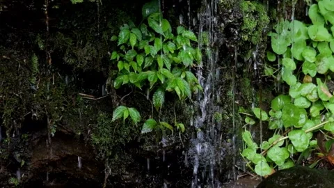 Spring water trickles through mossy cliff walls Stock Footage 320984660