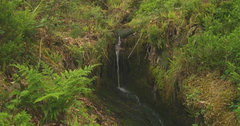 Spring Water Trickling Over Rocks In Ancient forest 6K Stock Footage 155585448