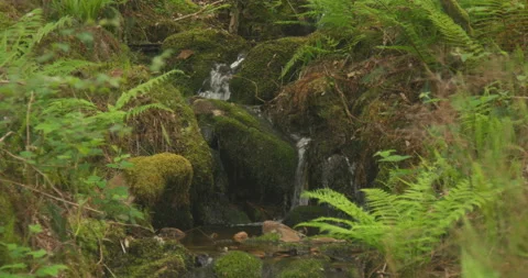 Spring Water Trickling Through Ancient forest Into Rock Pool 6K Stock Footage 155585602