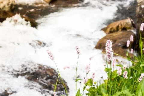 Spring waterfall in mountain valley. Fast river with green shores Stock Photos