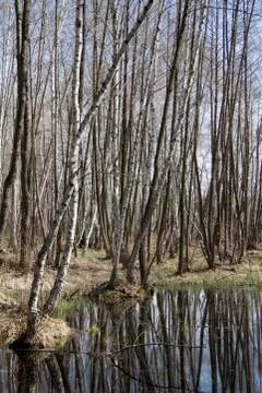 Spring waterlogged deciduous forest in spring. Foto stock