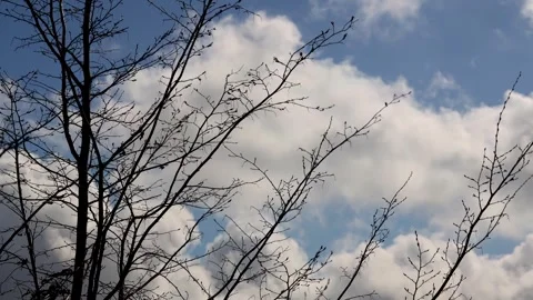 Spring weather and wind 4k 30fps timelapse video 库存影片 330742683