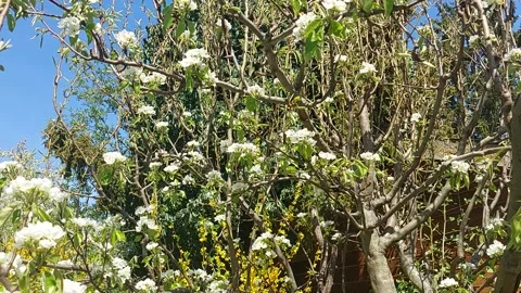 Spring - Weather Stock Footage 180117403
