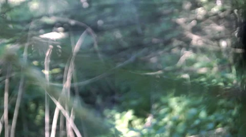 Spring Web 库存影片 38706195