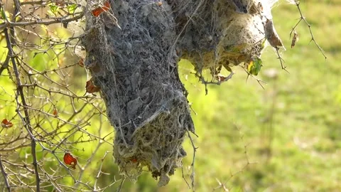 The spring webworms nest Stock Footage 172519581