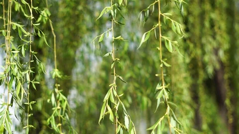 Spring weeping willow Stock Footage 126222118