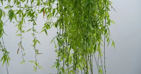 Spring Weeping Willow with Long Drooping Branches and Fresh Green Foliage Vídeos de archivo 341873445