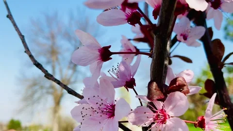 Spring welcoming pink flower Stock Footage 341439363