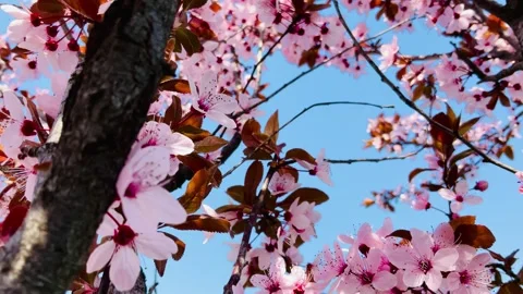 Spring welcoming pink flower Stock Footage 341439364