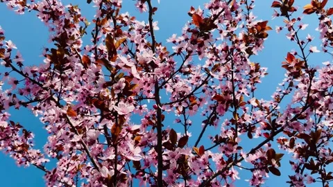 Spring welcoming pink flower Stock Footage 341439381