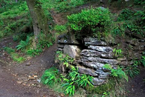Spring in the wet forest. Stock Photos