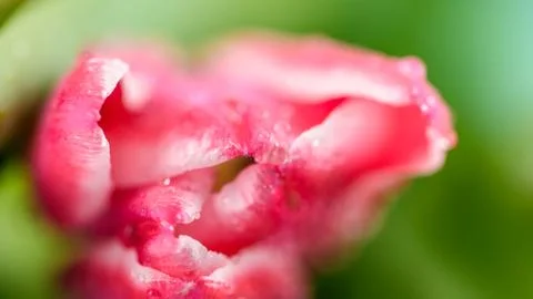 Spring Wet Tulips Stock Photos