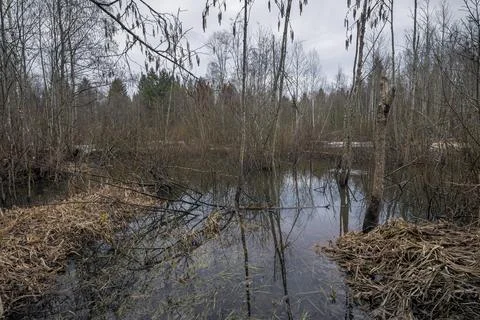 Spring wetland forest with trees and grass in a water Stock Photos