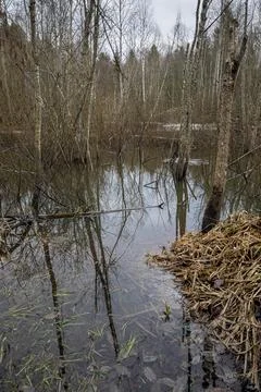 Spring wetland forest with trees and grass in a water Stock Photos