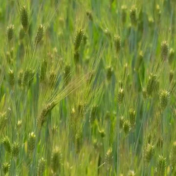 Spring Wheat Field Abstract Macro Sunlight Green Background Stock Photos