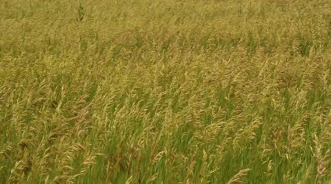 Spring wheat field Stock Footage 35654322