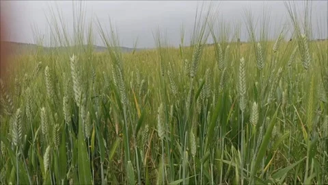 Spring Wheat Field Stock Footage 333310982