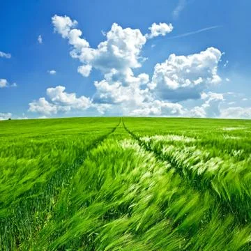 Spring wheat field with green rye and beautiful blue sky full of clouds Stock Photos