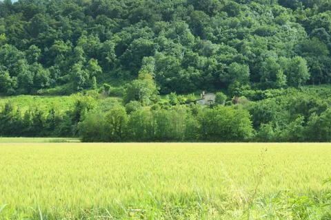 Spring wheat field Stock Photos