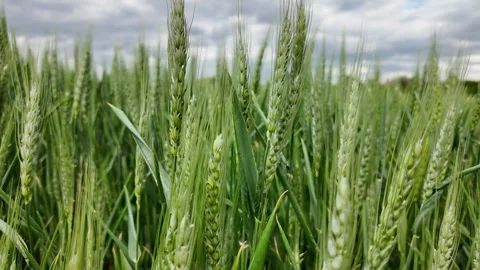 Spring Wheat Field under Cloudy Sky Stock Footage 274903804