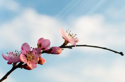 Spring when fruit trees bloom. Stock Photos