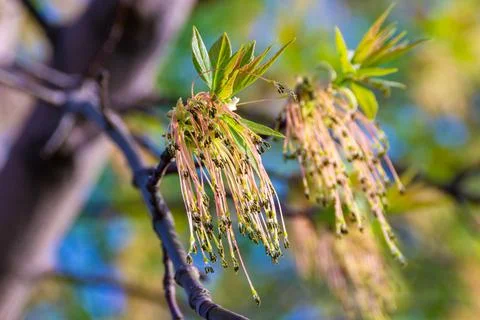 In spring, while leaves have not yet blossomed, ash-leaved maple blooms, poll Stock Photos