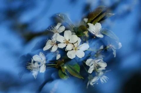 Spring whirl Stock Photos