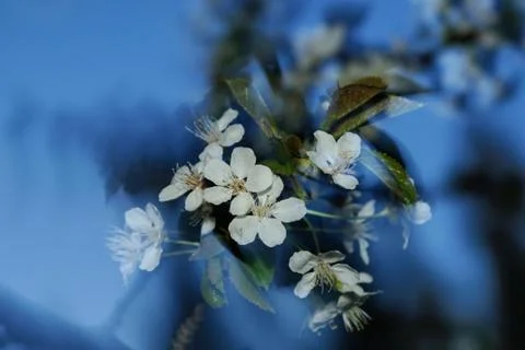 Spring whirlwind Stock Photos