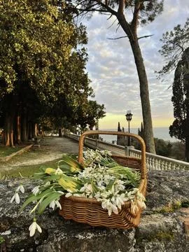 Spring Whisper Stock Photos