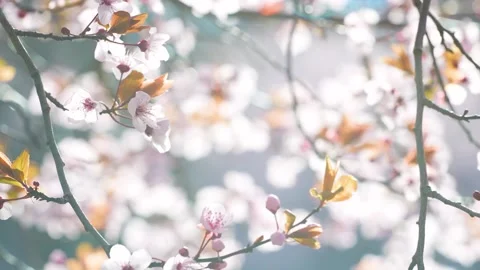 Spring Whispers on Twigs Stock Footage 267031350