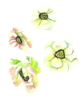 Spring white and pink anemones painted in watercolor Stock Illustration