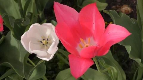 Spring. White and red buds. Stock Footage 74724141
