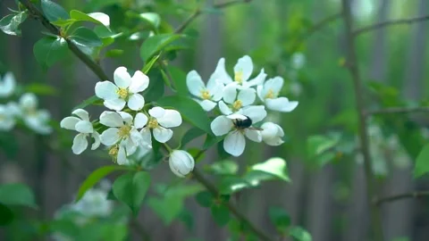 Spring white apple flower and bee in slow motion. Spring concept Stock Footage 194095049