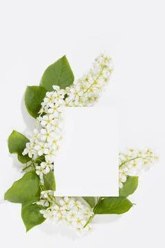 Spring white blank card for text mockup soar with white bird cherry flowers,  Stock Photos