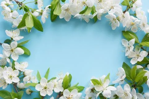 Spring white blossom branches as border on blue. Floral pattern. Stock Photos