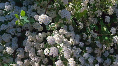 Spring White Blossom Bush in Sunlight Stock Footage 335433000
