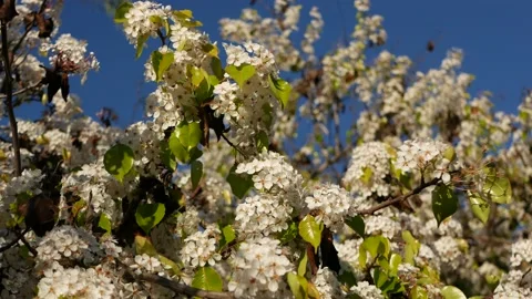 Spring white blossom of cherry tree, California, USA. Delicate tender sakura Stock Footage 146773790
