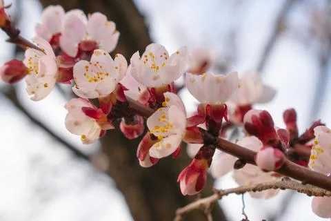 Spring. White blossom. The tree is blooming. Stock Photos