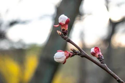 Spring. White blossom. The tree is blooming. Stock Photos