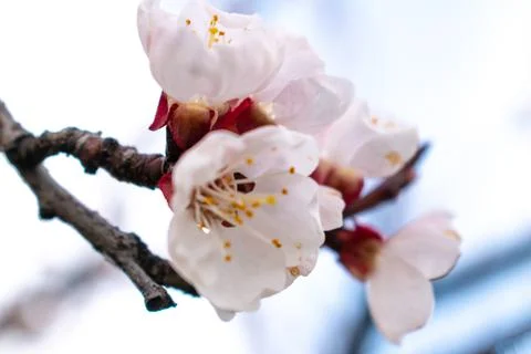 Spring. White blossom. The tree is blooming. Stock Photos