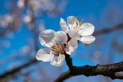 Spring. White blossom. The tree is blooming. Stock Photos