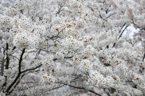 Spring white blossom tree branches in bloom, soft floral background. Stock Photos