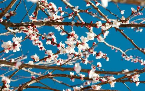 Spring white blossom tree Stock Photos