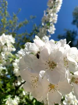 In spring, white blossoms bloom while a bee collects nectar, showcasing a v.. Stock Photos