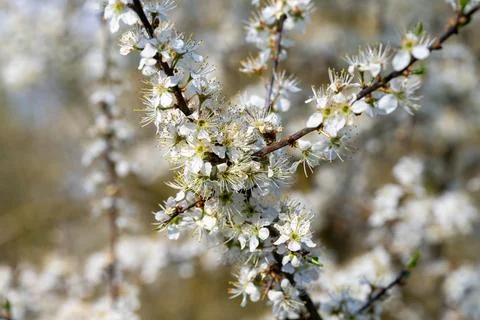 Spring white blossoms blooming on tree branches outdoor Stock Photos