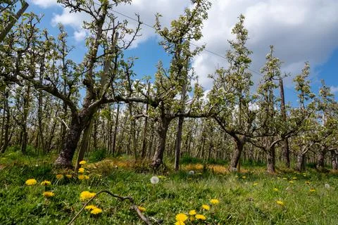 Spring white blossoms of pear trees on fruit orchards in Zeeland, Netherlands Stock Photos